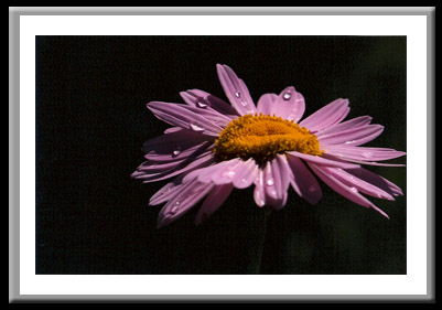 Daisy with Raindrops #290